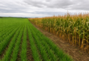 Plantio de trigo no Paraná avança para 96% da área estimada
