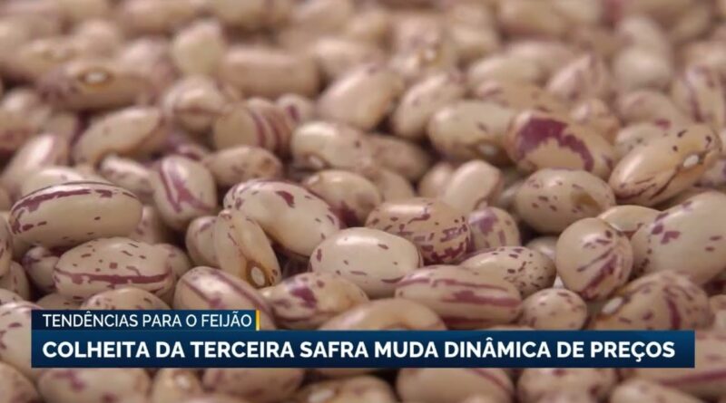 Colheita da terceira safra de feijão altera preços e mercado