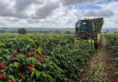 Colheita de café da Expocacer alcança 51% da safra 2026/27