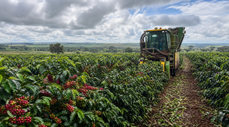 Colheita de café da Expocacer alcança 51% da safra 2026/27