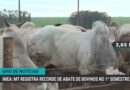Colheita de café no Brasil avança e supera 50% com clima favorável