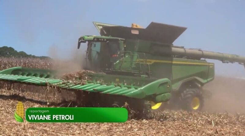 Colheita do milho em Mato Grosso avança e chega a 44,7% da área
