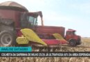 Colheita do milho safrinha 2025/26 ultrapassa 60% da área no Brasil