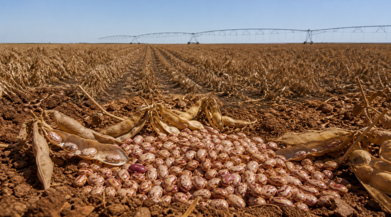 Colheita no Cerrado amplia oferta e derruba preços do feijão carioca