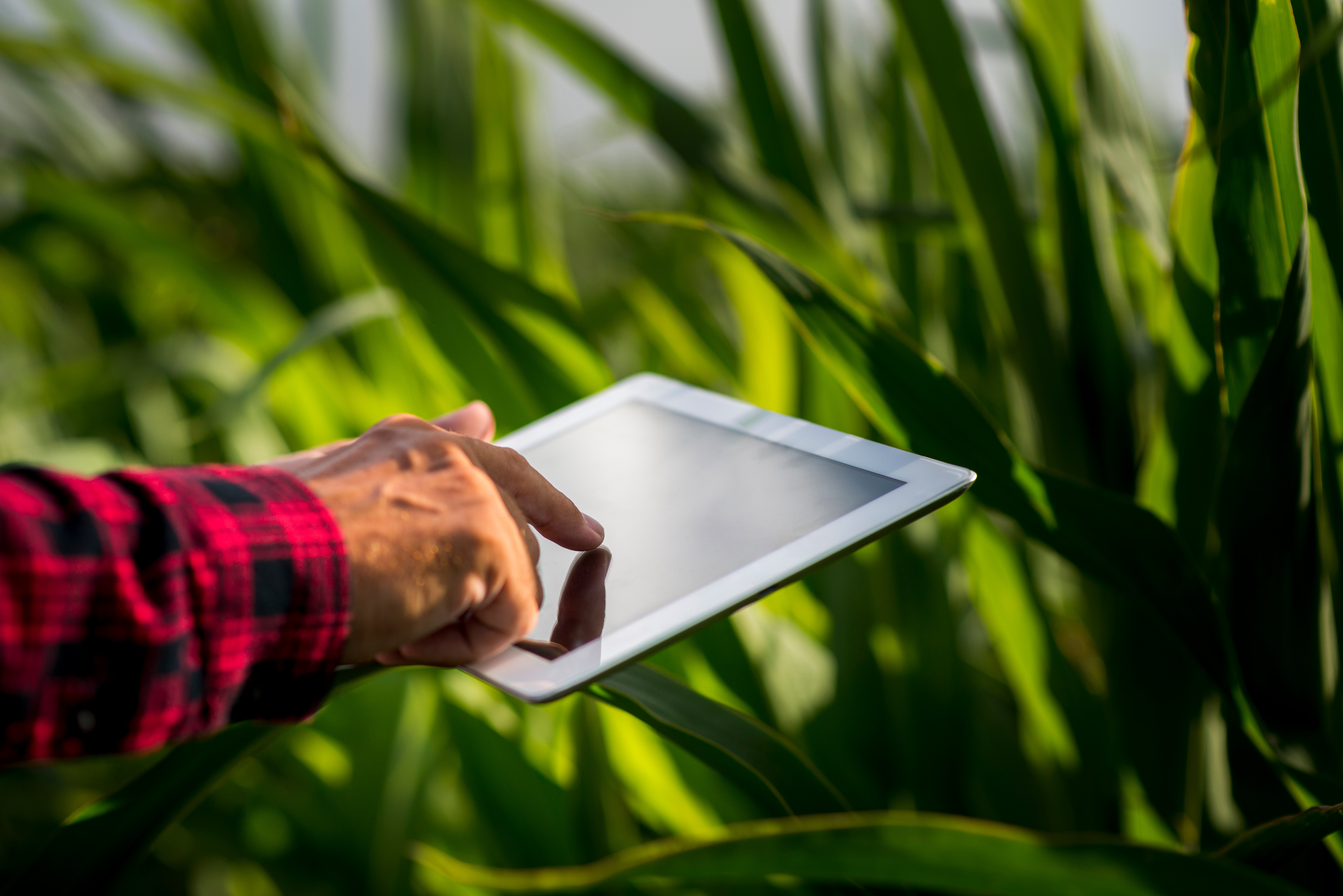 Imagem mostra análise de dados no agronegócio