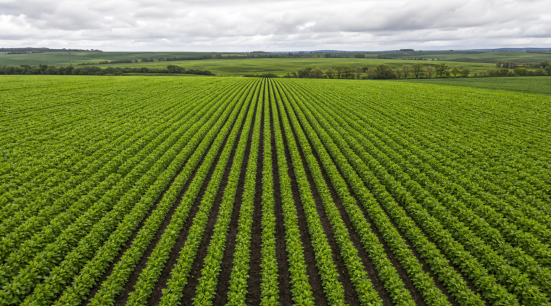 Conab registra vegetação acima da média histórica nas lavouras de inverno