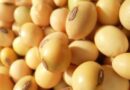 Confinamento bovino deve ter margens maiores com queda no custo da alimentação