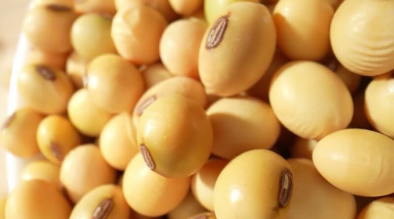 Confinamento bovino deve ter margens maiores com queda no custo da alimentação