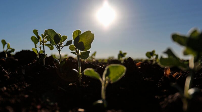 plantio-de-soja