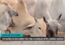 Cotações do boi gordo avançam após queda, aponta Datagro