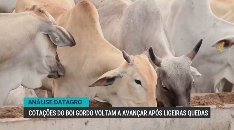 Cotações do boi gordo avançam após queda, aponta Datagro