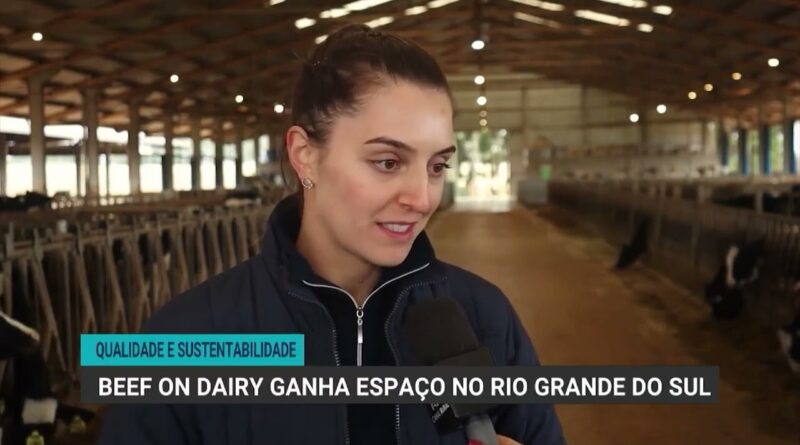 Cruzamento Beef on Dairy gera bezerros de alto valor no Sul do Brasil