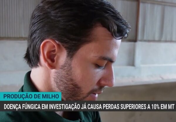 Doença fúngica preocupa produtores de milho em Mato Grosso