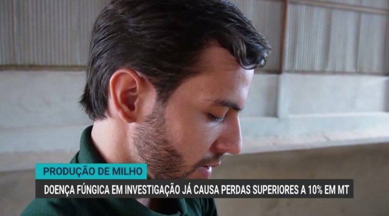 Doença fúngica preocupa produtores de milho em Mato Grosso