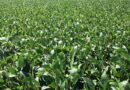 El Niño ‘superpoderoso’ ameaça safra de soja 26/27? Consultoria faz alerta
