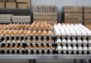 Empresa dos EUA recolhe 1,59 milhão de dúzias de ovos por risco de Salmonella