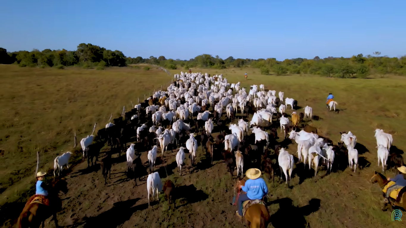 Pecuária Pantanal
