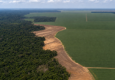 Estudo projeta mais 1,4 milhão de hectares desmatados sem Moratória da Soja