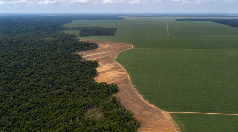 Estudo projeta mais 1,4 milhão de hectares desmatados sem Moratória da Soja
