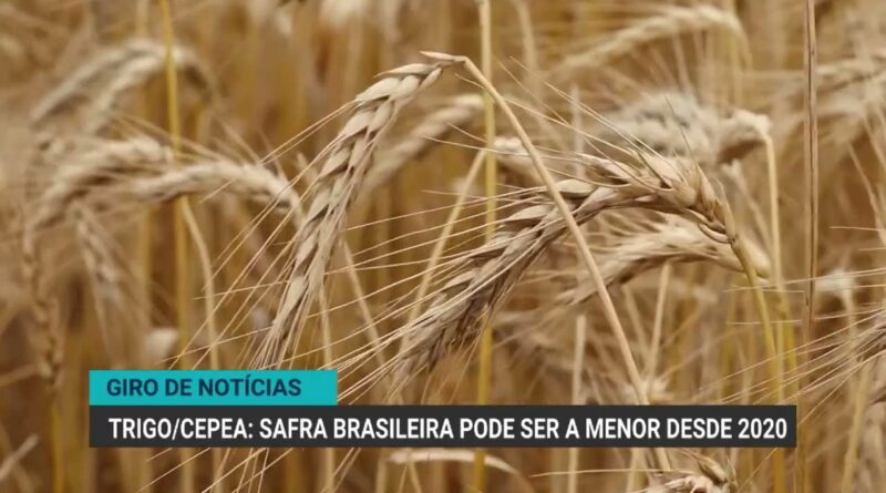 Exportação de carne bovina bate recorde e trigo enfrenta queda na safra