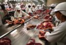 frigoríficos, unidade frigorífica, planta, carne bovina, boi, autocontrole