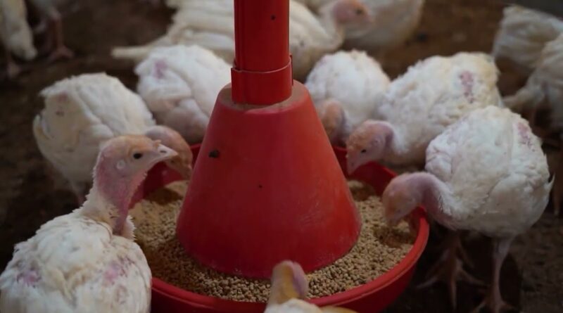 Genética e biosseguridade: pilares da produtividade na suinocultura