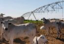 Irrigação de pastagens: quando o investimento traz retorno ao pecuarista?