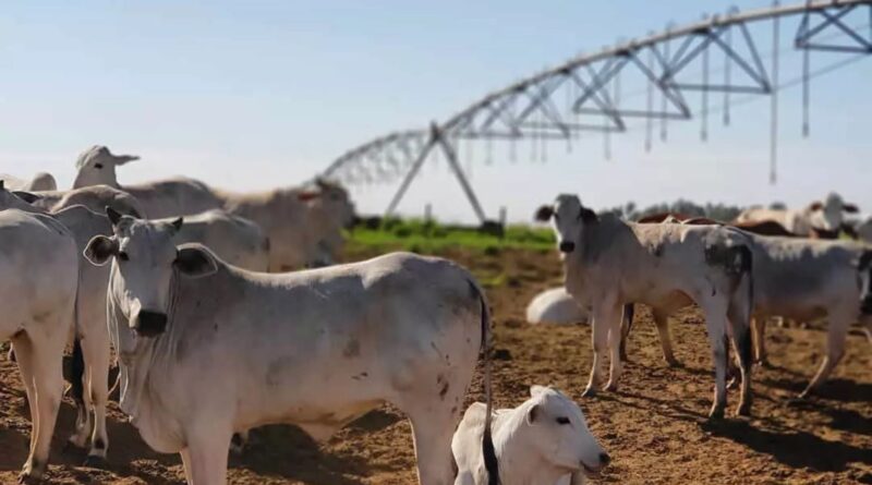 Irrigação de pastagens: quando o investimento traz retorno ao pecuarista?