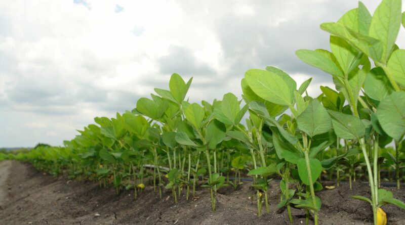 plantio de soja