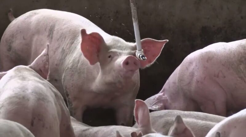 Manejo no inverno é essencial para a produtividade na suinocultura