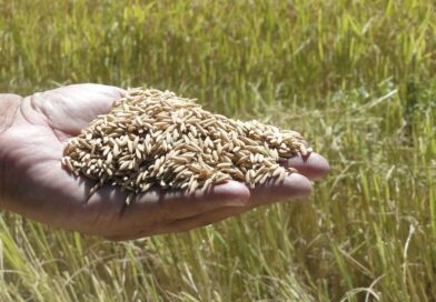 grão de arroz