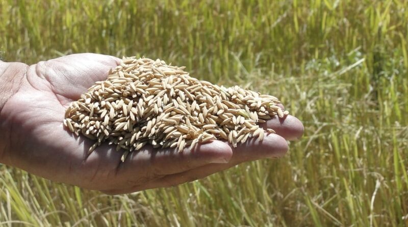 grão de arroz