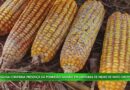 Nova podridão salmão preocupa produtores de milho em Mato Grosso