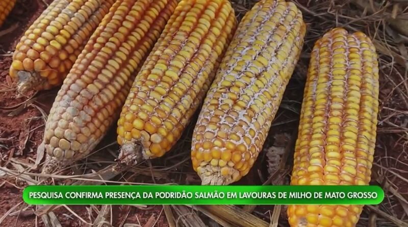 Nova podridão salmão preocupa produtores de milho em Mato Grosso