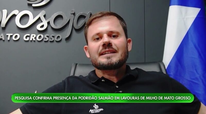 Pesquisadores confirmam podridão-salmão no milho em Mato Grosso