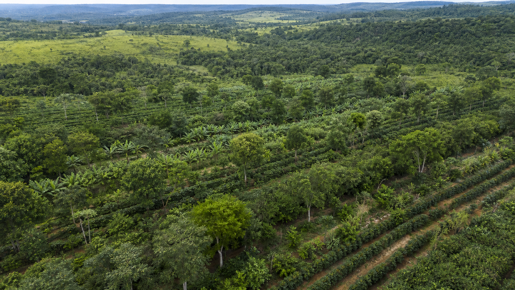 Política para sistemas agroflorestais avança em comissão da Câmara