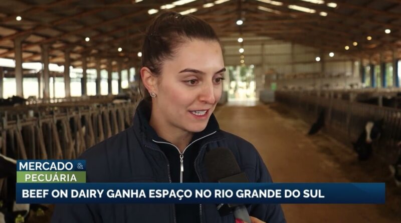 Prática inovadora transforma bezerros em carne de alto valor no RS