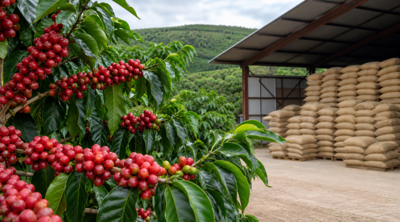 Produção mundial de café deve bater recorde de 189,7 milhões de sacas em 2026/27