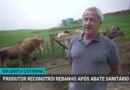 Produtor de Santa Catarina se reergue após perder rebanho para tuberculose
