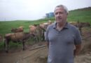 produtor SC rebanho vacas leiteiras