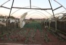 Temporais em Ribeirão Preto (SP) causam prejuízos a produtores rurais