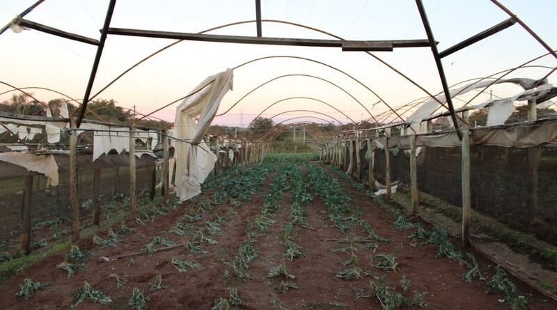 Temporais em Ribeirão Preto (SP) causam prejuízos a produtores rurais