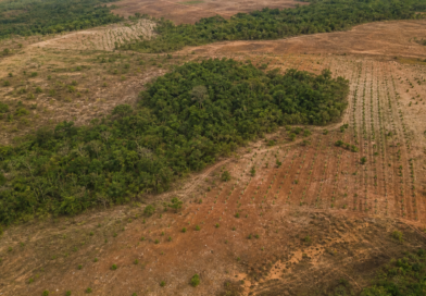 Projeto mira restauração de 600 mil hectares de vegetação nativa no Brasil