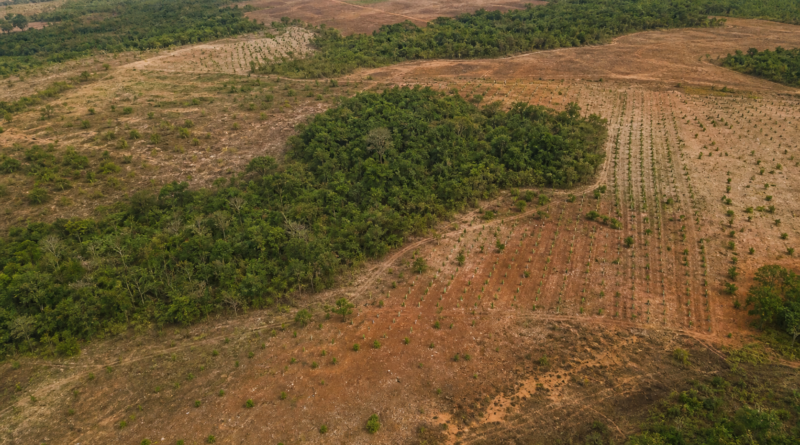 Projeto mira restauração de 600 mil hectares de vegetação nativa no Brasil