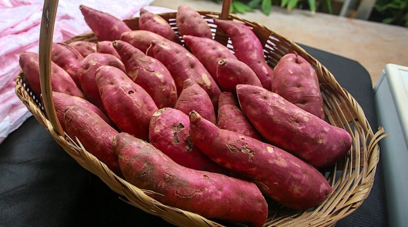 batata-doce
