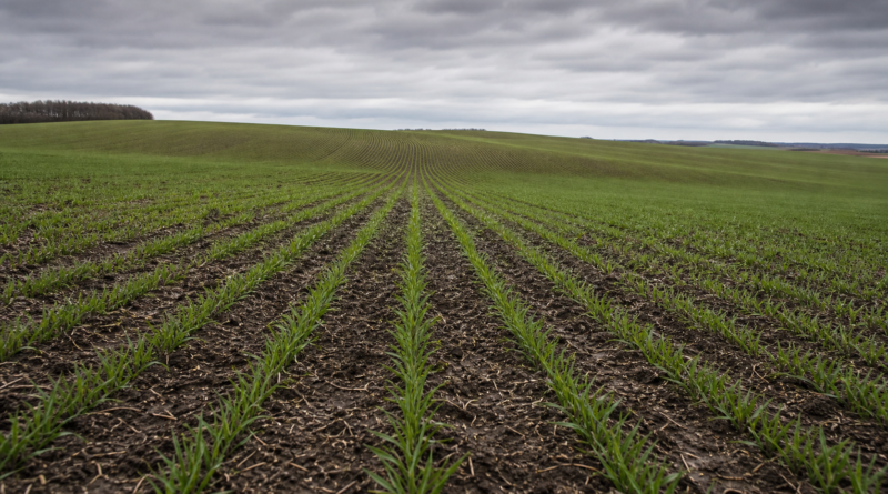 Semeadura do trigo atinge 83% da área prevista no Rio Grande do Sul