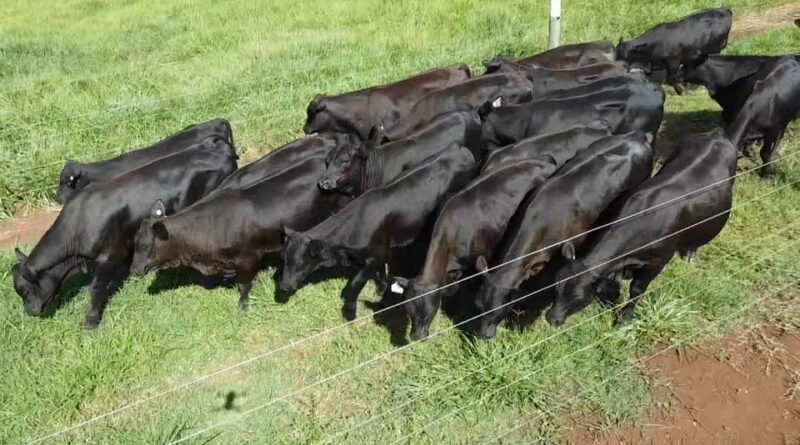 Senangus: nova raça aposta em carne premium e adaptação ao clima brasileiro