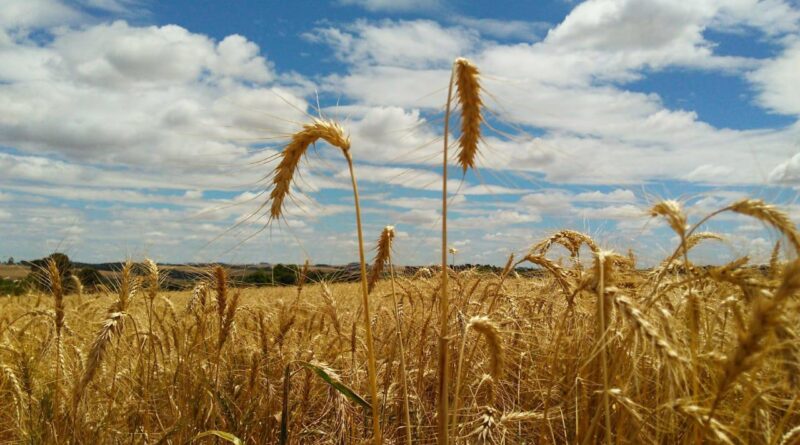 Trigo, argentina