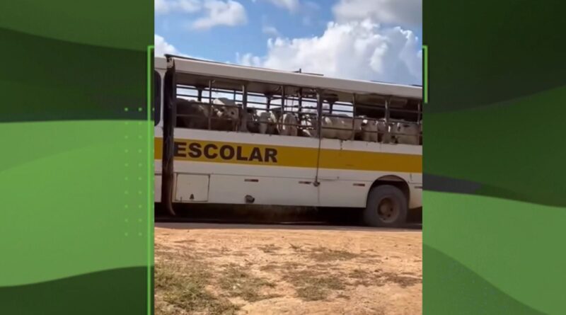 VÍDEO: vacas transportadas em ônibus escolar no Pará levantam alerta sobre bem-estar animal; confira
