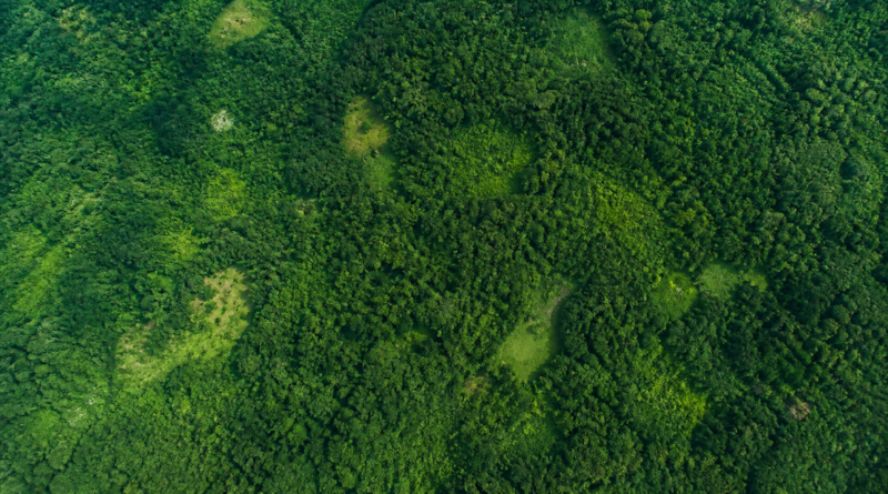 Desmatamento na Amazônia recua 36,87% no ciclo 2025/2026